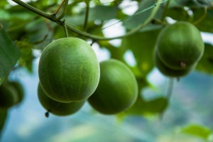 momordica-grosvenori-fruits-picture-id636926356 (1)