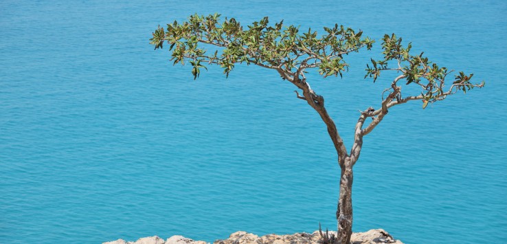 Boswellia tree