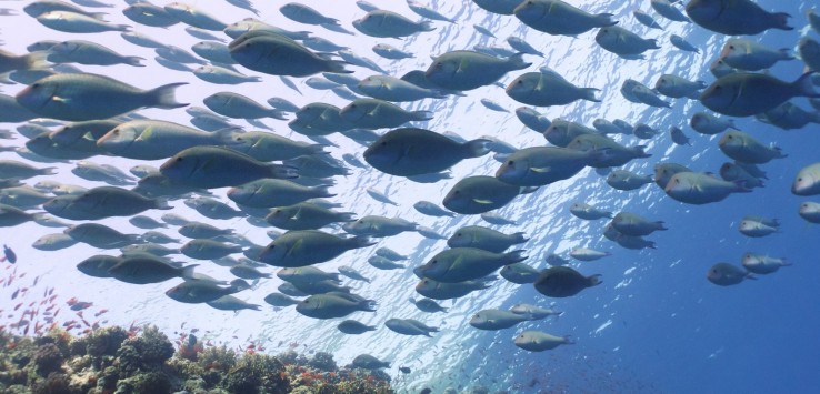 un deposito enorme di microplastiche soffoca l’habitat marino