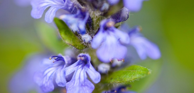 Fiore della bugola (Ajuga)