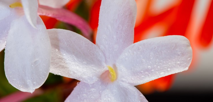 Jasmine beautiful white flower macro close up photography